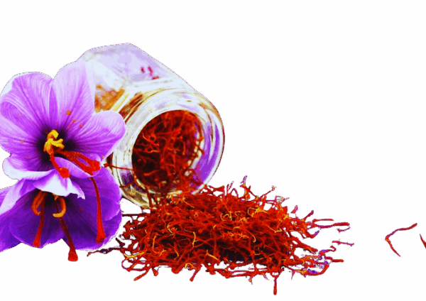 Kishtwar Gucchi Saffron